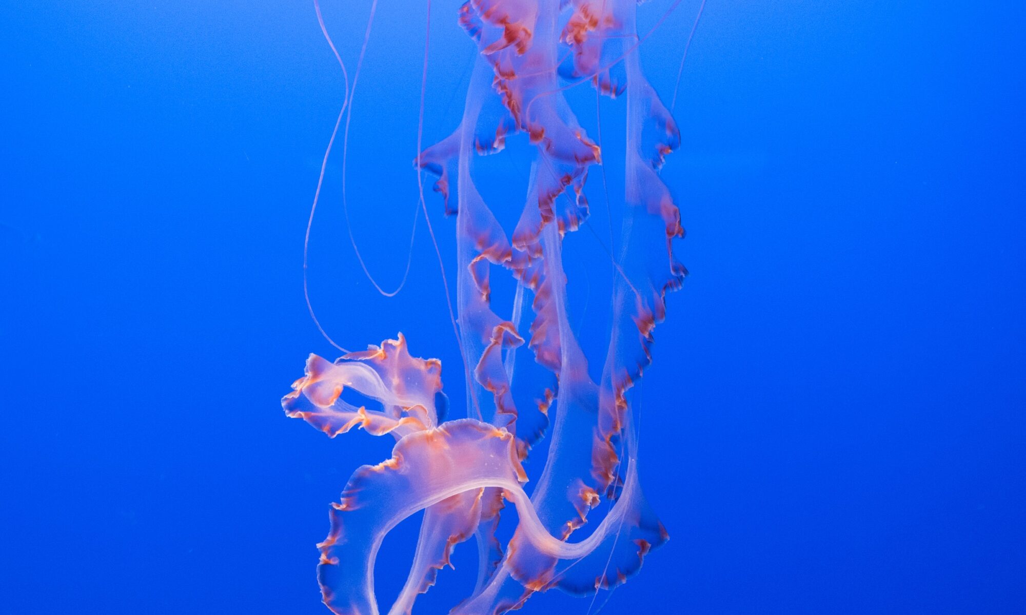 Jelly Fish